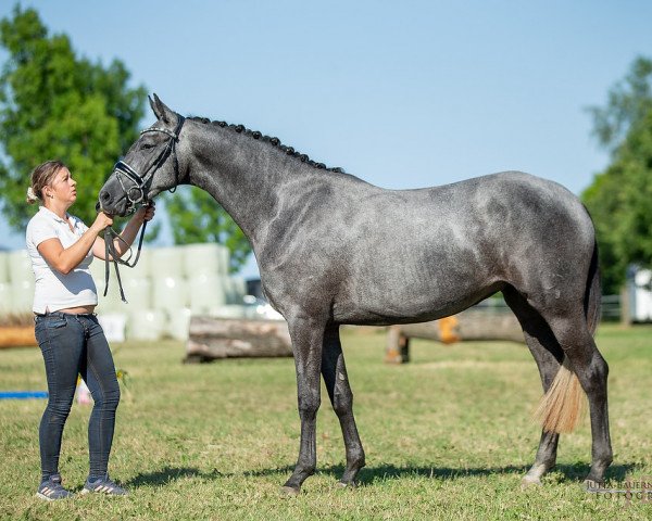 Zuchtstute Pasadena (Trakehner, 2016, von Hibiskus)