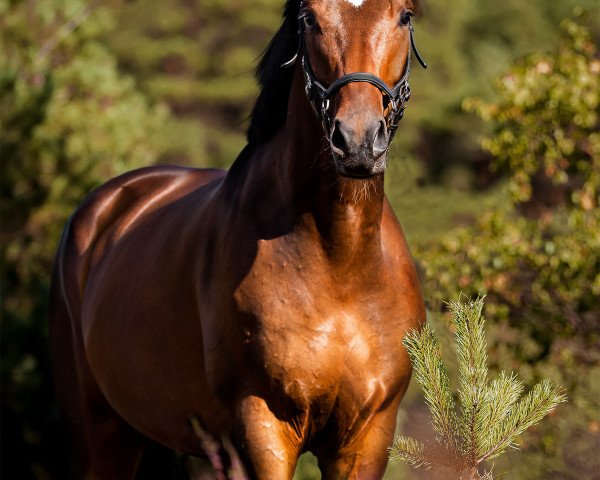 jumper Heidebub (Hanoverian, 2015, from Herbstkönig 2)