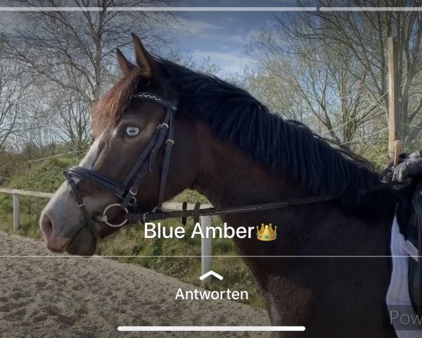 dressage horse Blue Amber 3 (German Riding Pony, 2016, from Graciano 90)