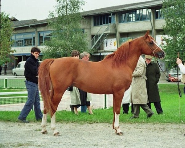 Deckhengst Nimb ox (Vollblutaraber, 1975, von Muscat 1971 ox)