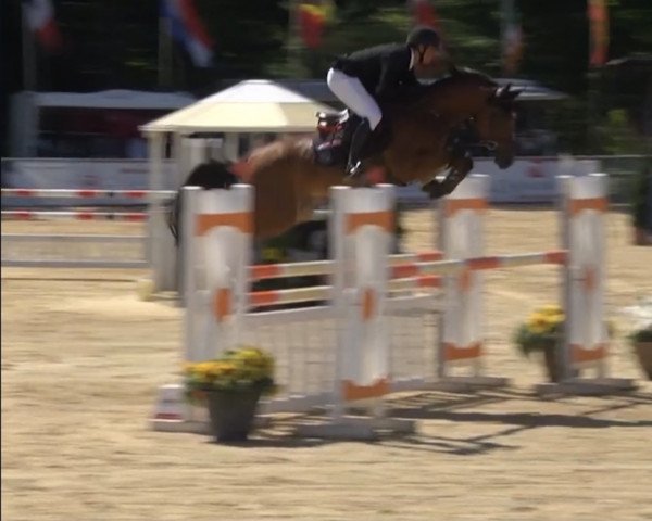 jumper Kick It Like Emerald (KWPN (Royal Dutch Sporthorse), 2015, from Emerald van 't Ruytershof)