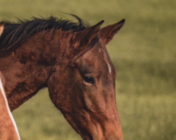 horse Q** (Austrian Warmblood, 2019, from DSP Quasi Gold Md)