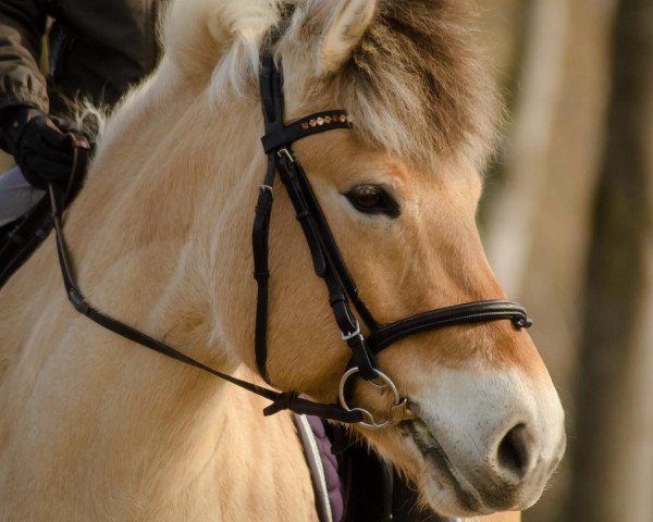 horse Emmely (Fjord Horse, 2012, from Edwin)