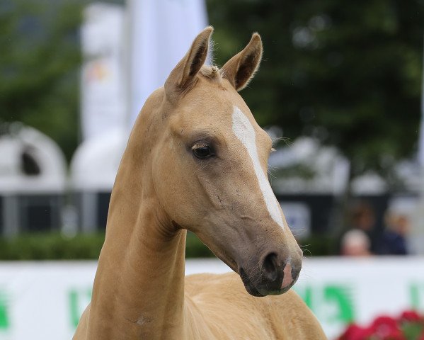 Pferd Dragonheart 45 (Westfale, 2017, von Duvalier 21)