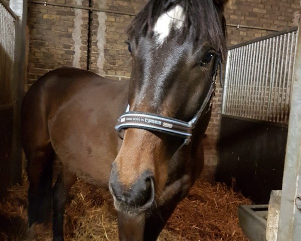 horse Benino (German Sport Horse, 2016, from Belissimo NRW)