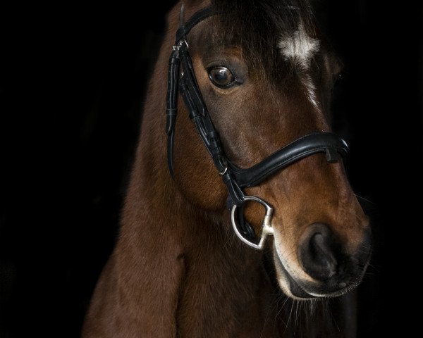 jumper Theoden de Salles Sud (Connemara Pony, 2007, from Baurisheen King)