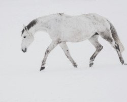 broodmare Cantura H (Holsteiner, 2007, from Canturo)