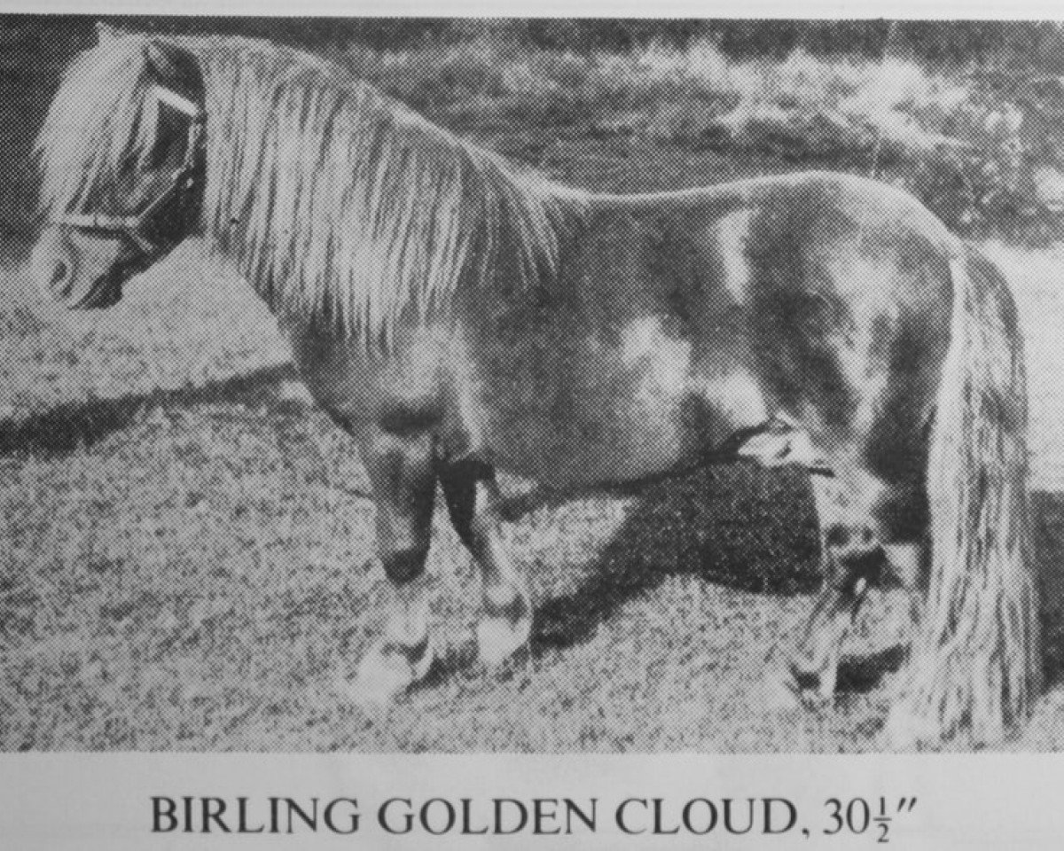 stallion Birling Golden Cloud (Shetland pony (under 87 cm), 1976, from Fandango of Wetherden)