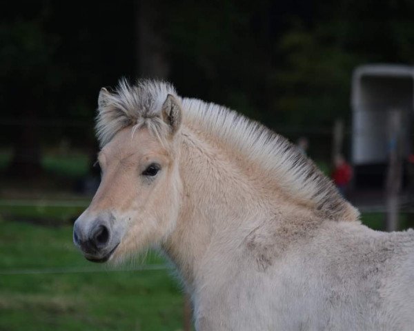 horse Walenka van de Bilterhoeve (Fjord Horse, 2020, from Kastanjegårdens Hannibal)