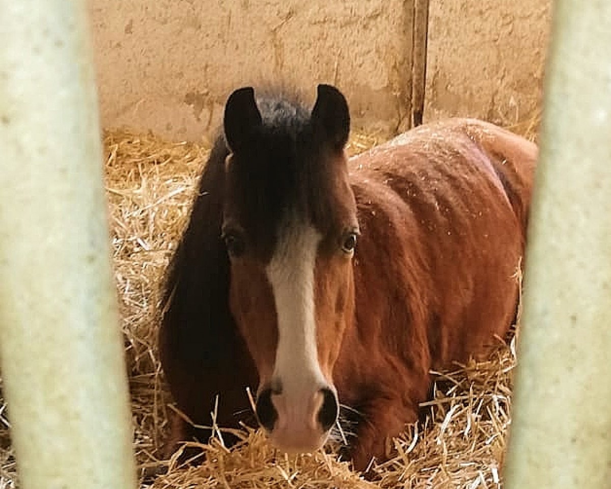 dressage horse Fleetwood Ley Polyanna (Welsh mountain pony (SEK.A), 2007, from Napoli)