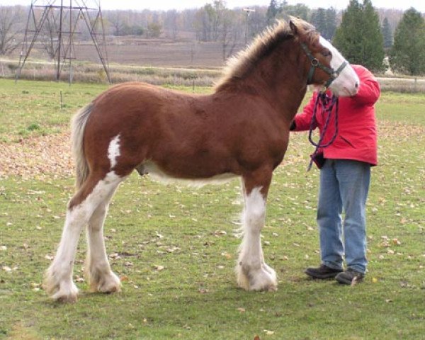 horse Stone Croft Ayton Matt (Clydesdale, 2005, from Ayton Final Achievement) horse Stone Croft Ayton Matt (Clydesdale, 2005, from Ayton Final Achievement)