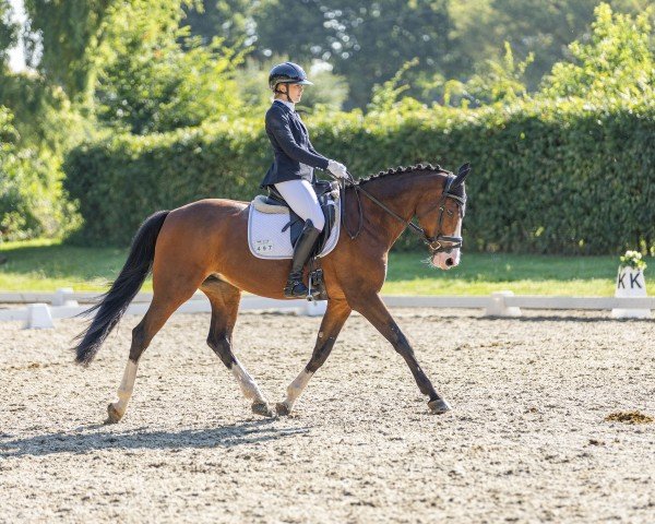 Springpferd Jolijn Z (Zangersheide Reitpferd, 2010, von Jumpilot)