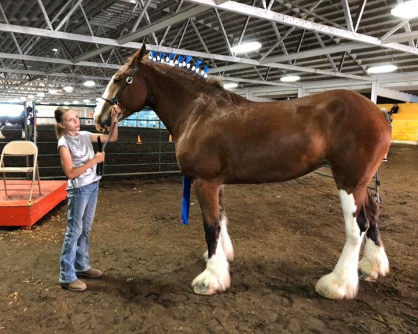 horse Still Brooks Waverly (Clydesdale, 2015, from Northumberland Topsman)