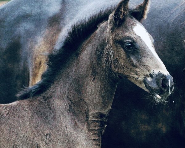 horse Louis (Hanoverian, 2020, from Libertad FRH)