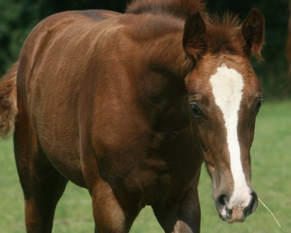 horse Warlia LF (Swedish Warmblood, 2017, from Sibelius 1315)
