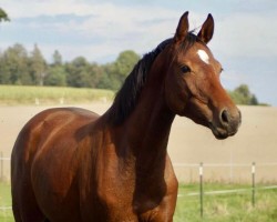 Dressurpferd Peaches (Deutsches Sportpferd, 2018, von Cacun)