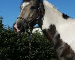 horse Kylemore Beauty (Irish horse, 2010, from Unbekannt IR)