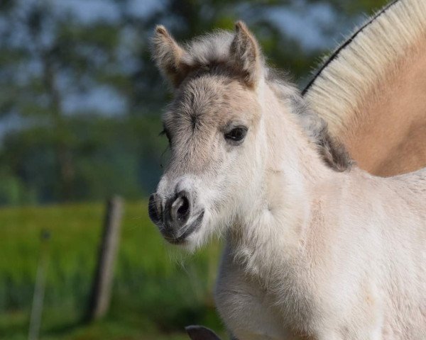 horse Valucia van de Bilterhoeve (Fjord Horse, 2019, from Drafur)