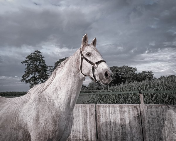 dressage horse Palmsprings (Westphalian, 2001, from Prinz Segelhorst)