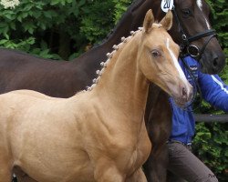 Pferd Donnersberger (Westfale, 2012, von Donatelli)