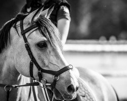 jumper Pyrmont's Beauty Boy (German Riding Pony, 2003, from Pink Floyd)