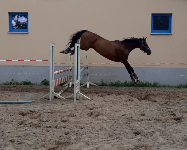 dressage horse King Charly 4 (German Sport Horse, 2013, from Kubaner xx)