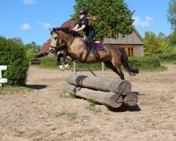 dressage horse Avantgarde 44 (German Riding Pony, 2003, from Monte Christo)