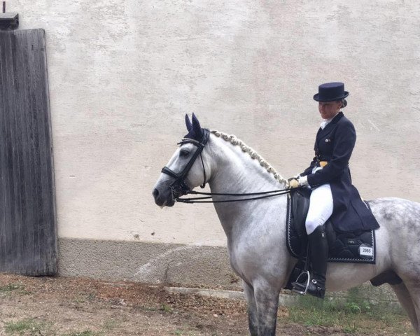 dressage horse Perdigon (unknown, 2008)