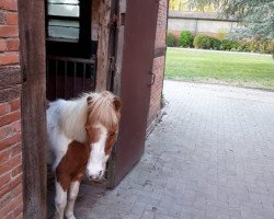 Dressurpferd Finchen (Shetland Pony, 2000)