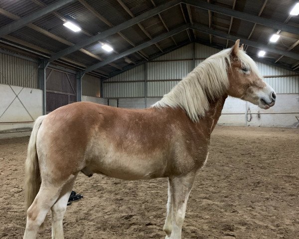 horse Armani (Haflinger, 2015, from Allerdings 4)