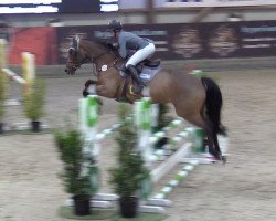 jumper Sancentona PS (Oldenburg show jumper, 2015, from Sandokan 290)