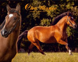 Springpferd Ciro Bianco (Welsh Pony (Sek.B), 2014, von Chicago)