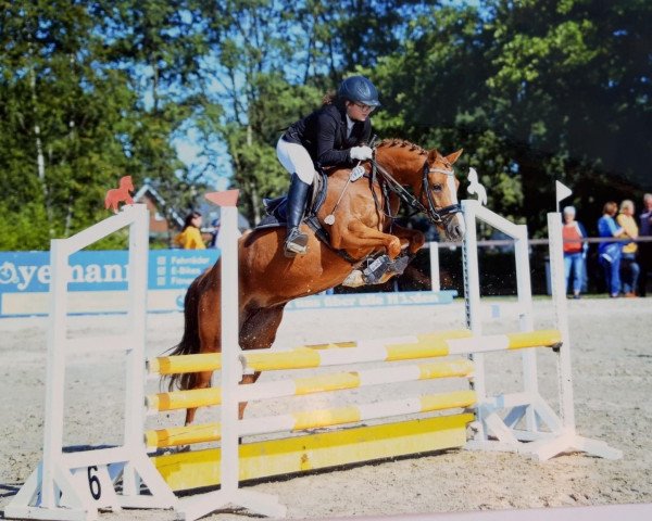 jumper Golden Gate (German Riding Pony, 2014, from Golden State 2)