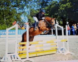 jumper Golden Gate (German Riding Pony, 2014, from Golden State 2)