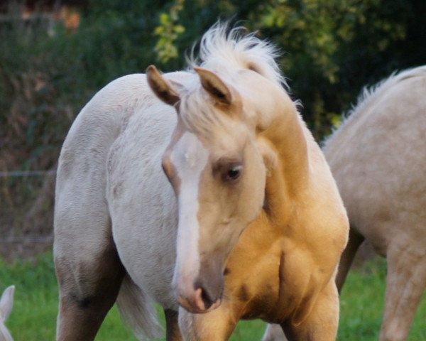 Pferd Let's Dance TS (Westfale, 2017, von Londontime)