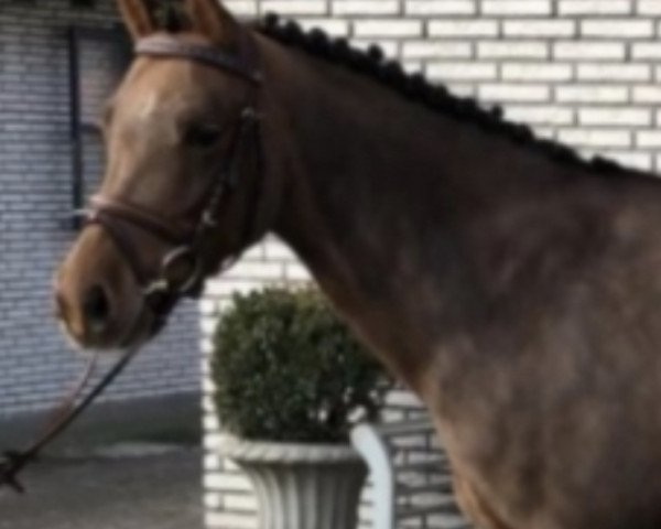 jumper Scarlett 762 (German Riding Pony, 2013, from Charivari) jumper Scarlett 762 (German Riding Pony, 2013, from Charivari)