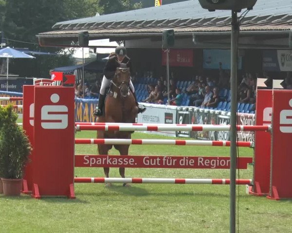 FEI Reitturnier Steinhagen (GER) 2014