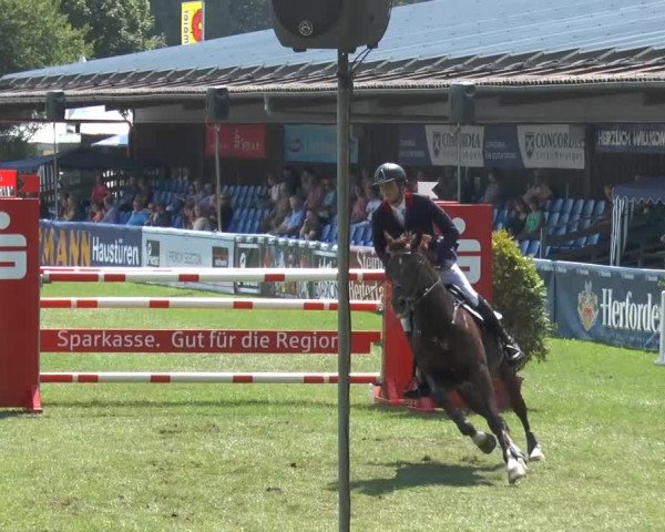 FEI Reitturnier Steinhagen (GER) 2014