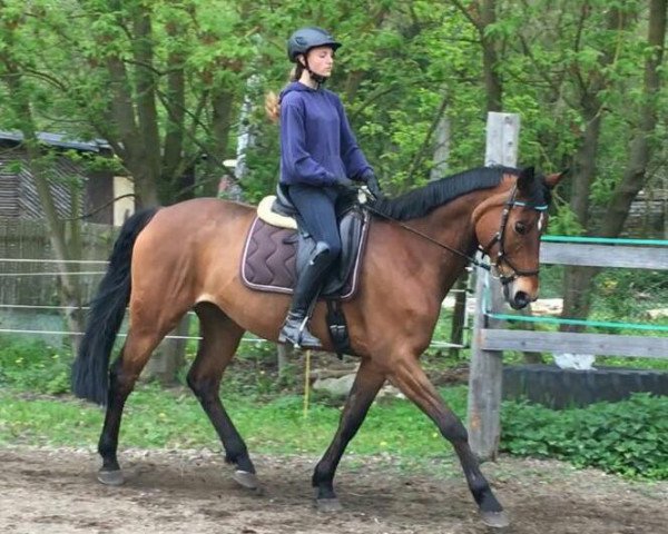 Springpferd Alexa 387 (Hannoveraner, 2005, von Alabaster)