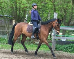 jumper Alexa 387 (Hanoverian, 2005, from Alabaster)
