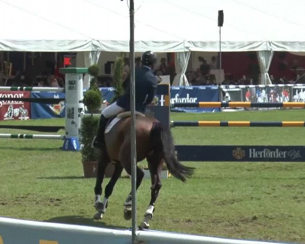 FEI Reitturnier Steinhagen (GER) 2014
