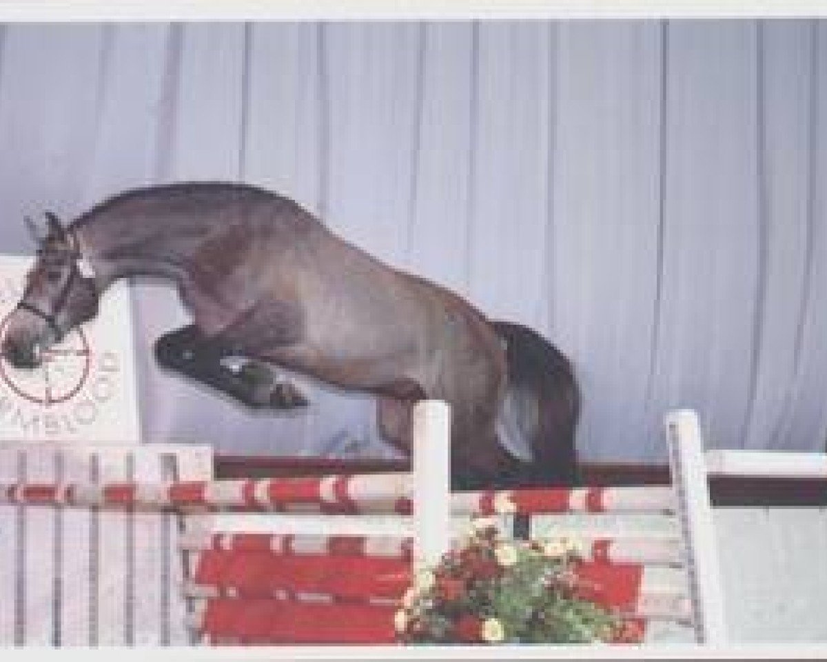 Deckhengst Capriano (Holsteiner, 1999, von Corofino I)