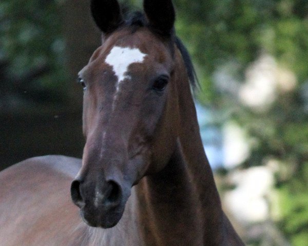 Pferd Wiener Glanz (Deutsches Reitpferd, 1988, von Ordensglanz)