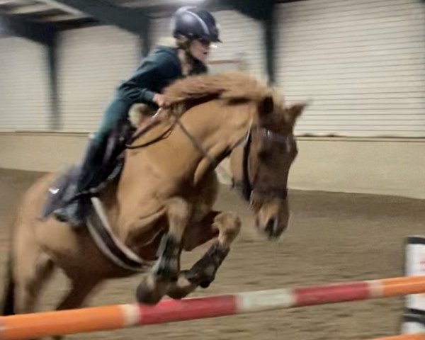jumper Martini P (German Riding Pony, 2011, from Mister Mouse P)