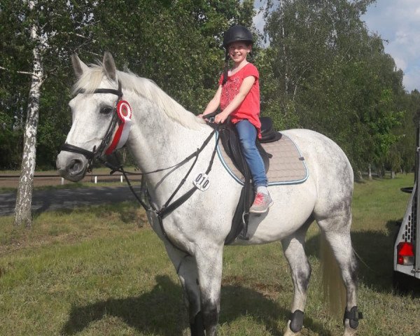 jumper Amadeus F 2 (German Sport Horse, 2010, from Arctic)