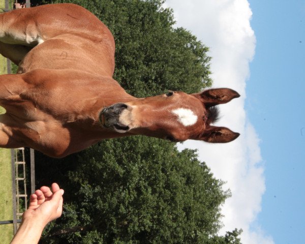 Zuchtstute Blushing Lady (Oldenburger Springpferd, 2020, von Bentley van de Heffinck)
