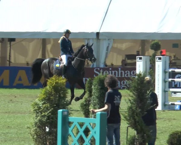 FEI Reitturnier Steinhagen (GER) 2014