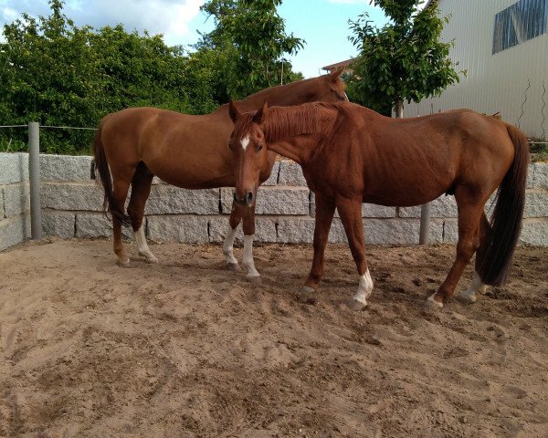 Pferd Karino 441 (Trakehner, 2001, von Maizauber)