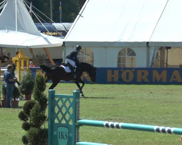FEI Reitturnier Steinhagen (GER) 2014