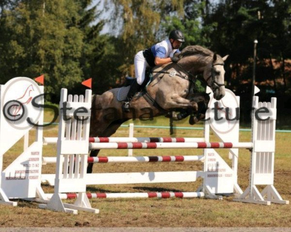 jumper Levito F (German Sport Horse, 2011, from Laspari)